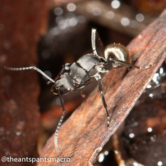 Polyrhachis tubifera