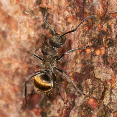 Polyrhachis aurea
