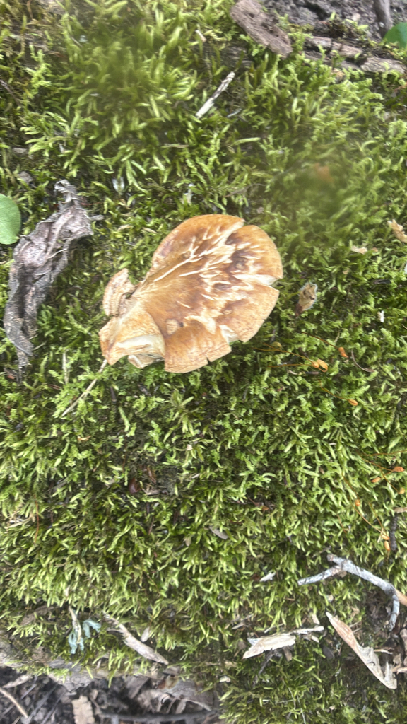 Dryad's Saddle · May 2026 · photo: Photo: (c) Jude Kesl, some rights reserved (CC BY) · iNaturalist