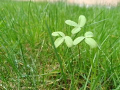 Gymnospermium altaicum