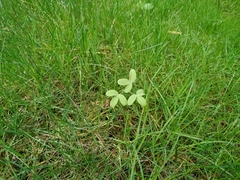 Gymnospermium altaicum