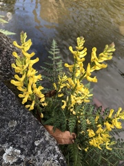 Corydalis cheilanthifolia