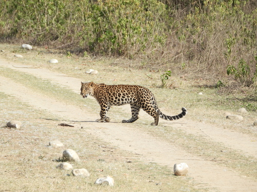 Leopard