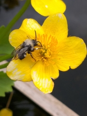 Melecta albifrons