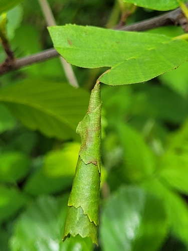 Birch Leaf-rolling Weevil, 1398 PN Muiden, Nederland, photo 7 of 10