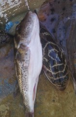 Sphoeroides annulatus