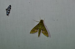 Xylophanes chiron