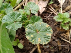 Puccinia malvacearum