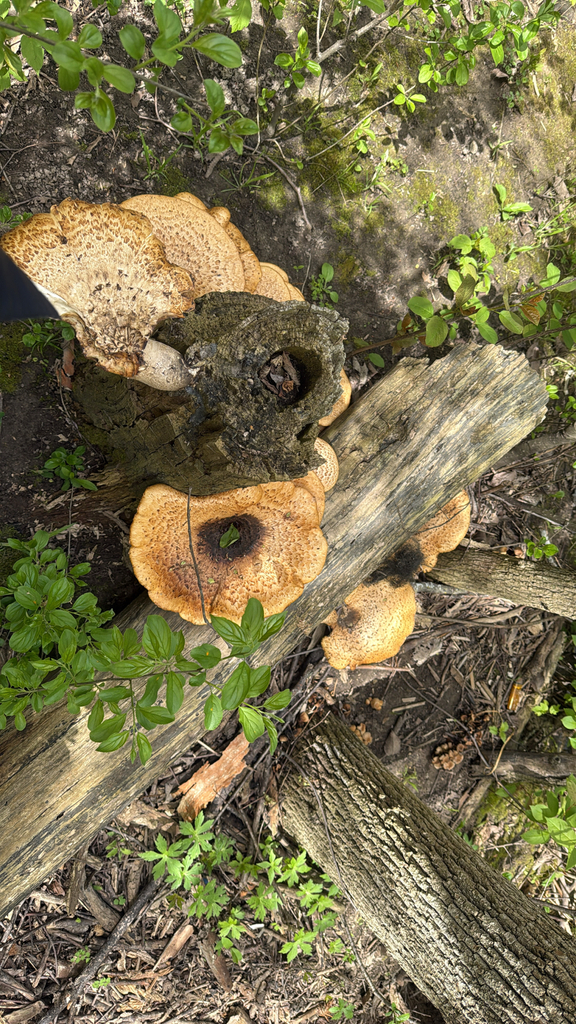 Dryad's Saddle · May 2026 · photo: Photo: (c) Jude Kesl, some rights reserved (CC BY) · iNaturalist