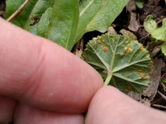 Puccinia malvacearum