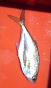 Oligoplites altus