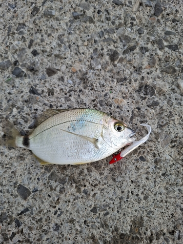 Diplodus annularis