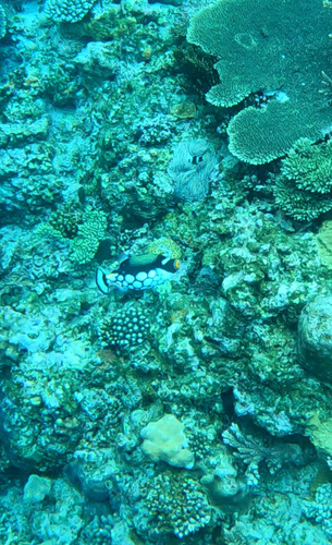 Balistoides conspicillum