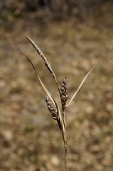 Carex flacca serrulata