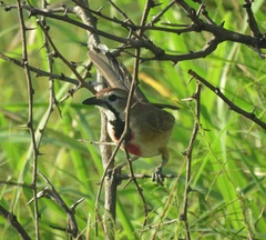 Rhodophoneus cruentus