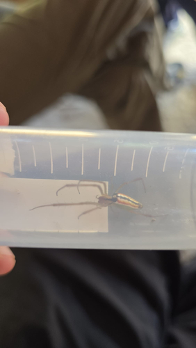 Lavender Vlei Spider