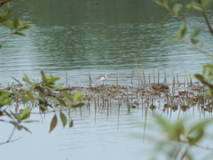 Charadrius javanicus