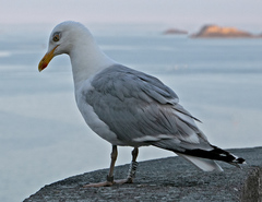 Larus argentatus