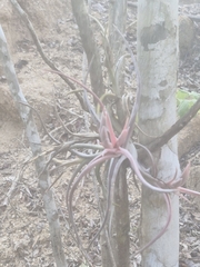 Tillandsia paucifolia, photograph author not stated, no rights reserved