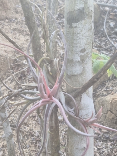 Tillandsia paucifolia, photograph 6