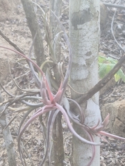 Tillandsia paucifolia, photograph author not stated, no rights reserved