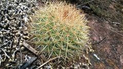 Mammillaria rhodantha
