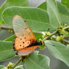Acraea neobule