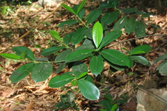 Garcinia gummi-gutta