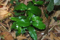 Garcinia gummi-gutta