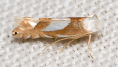 Phyllonorycter fitchella