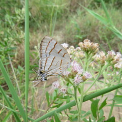 Hemiolaus caeculus