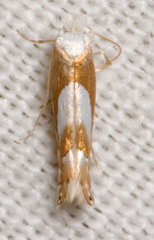Phyllonorycter fitchella