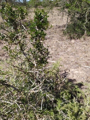 Searsia longispina