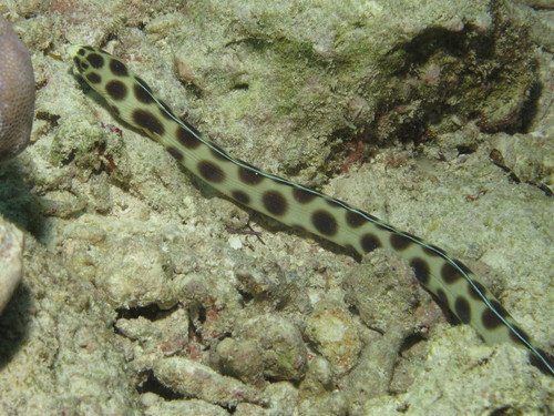 Tiger Snake Eel