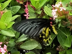 Troides aeacus formosanus