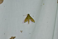 Xylophanes chiron