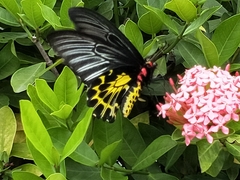 Troides aeacus formosanus