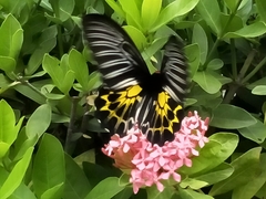 Troides aeacus formosanus