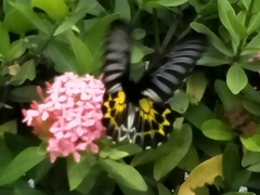 Troides aeacus formosanus