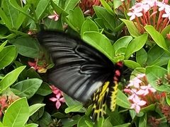 Troides aeacus formosanus