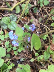Brunnera macrophylla