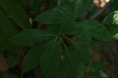 Leuenbergeria bleo