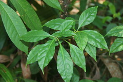 Leuenbergeria bleo