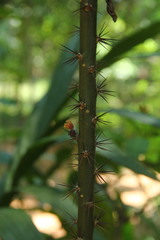 Leuenbergeria bleo