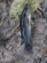 Crenicichla