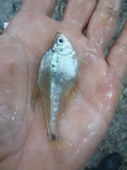 Characinae