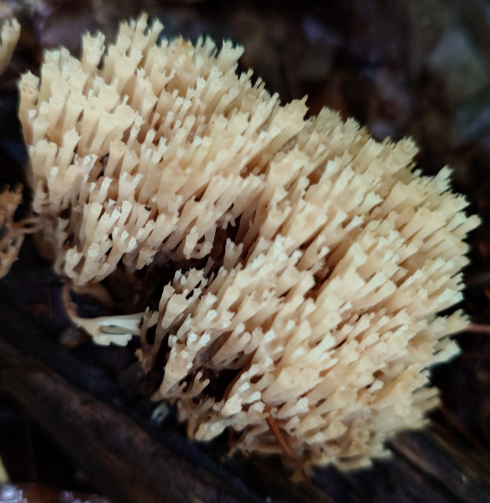 crown-tipped coral fungus · May 2026 · photo: Photo: (c) geotrope, some rights reserved (CC BY-SA) · iNaturalist
