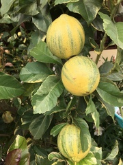 Citrus