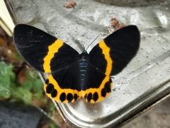 Milionia zonea pryeri