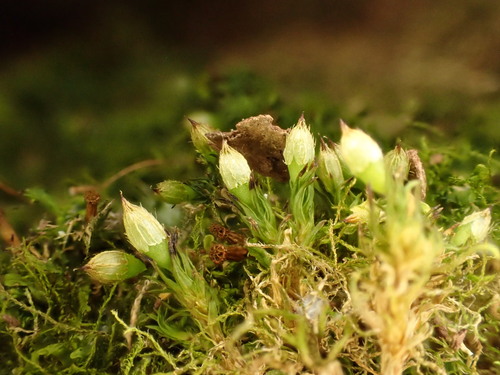 Orthotrichum alpestre observed 2026-05-02